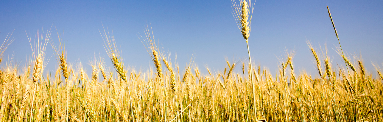 Wheat field with a blue sky.