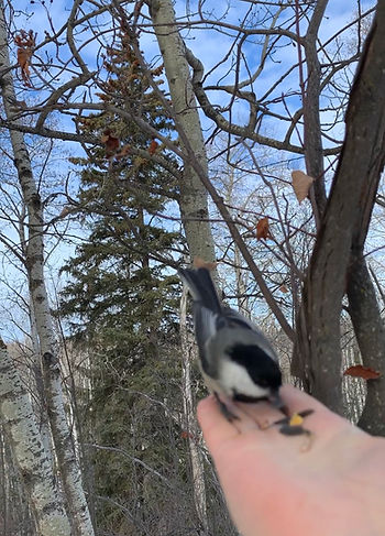 Transition of Seasons featured image