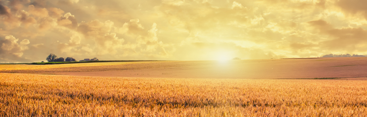 Wheat field with the sun setting in the sky.