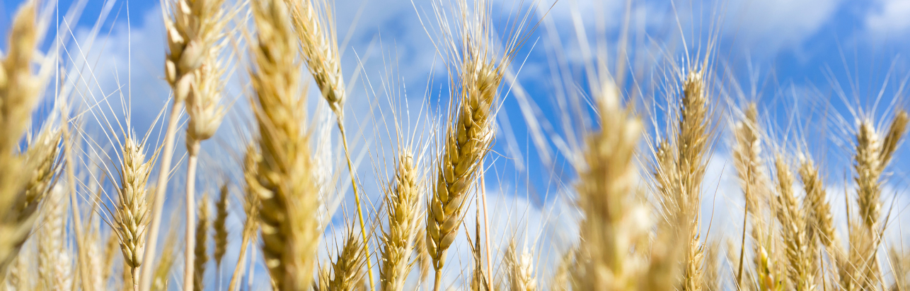 Wheat with the sky in the background.