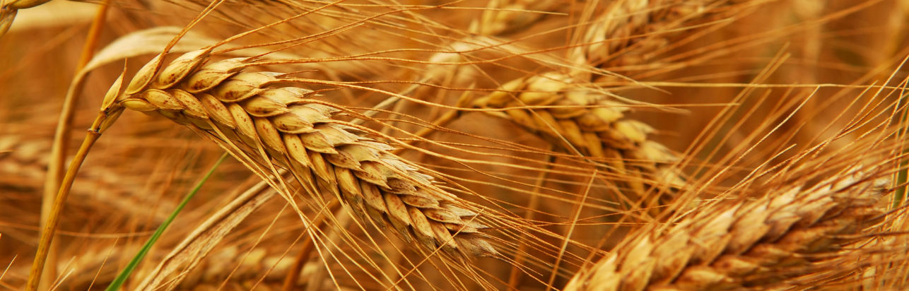 Close up of wheat in a field.