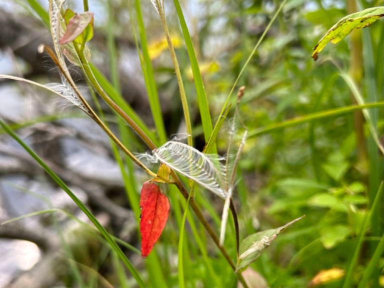 Close up of foliage.
