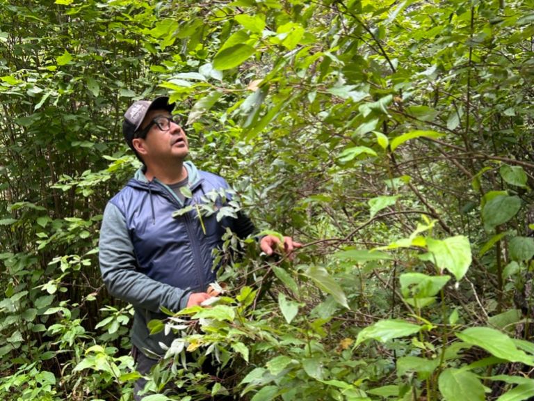 Person looking for something in the trees.