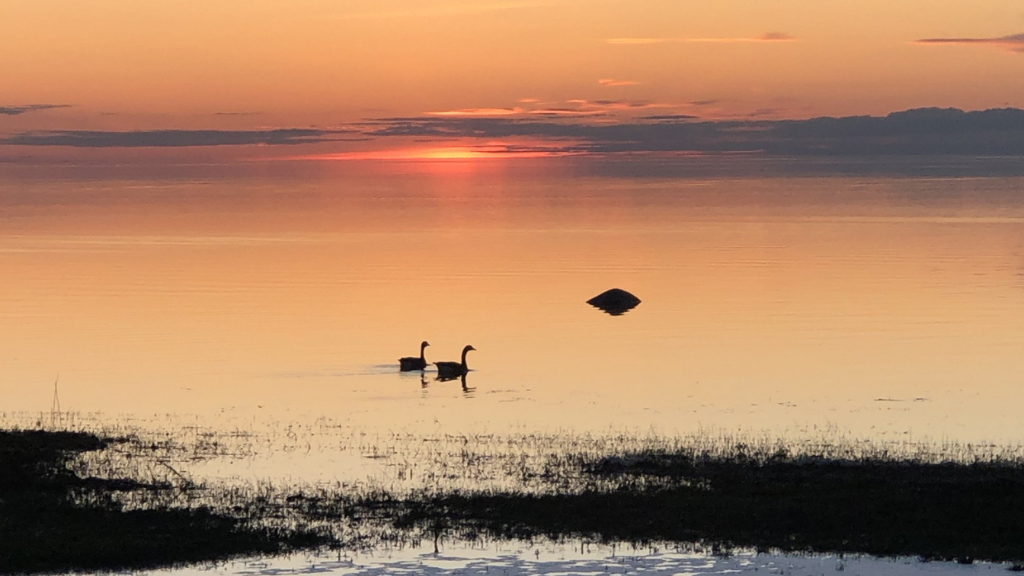 Two geese on a lake at sunset.