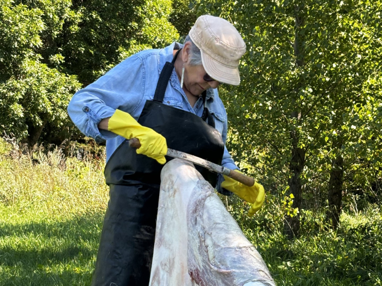 Person using a tool to clean a hide.