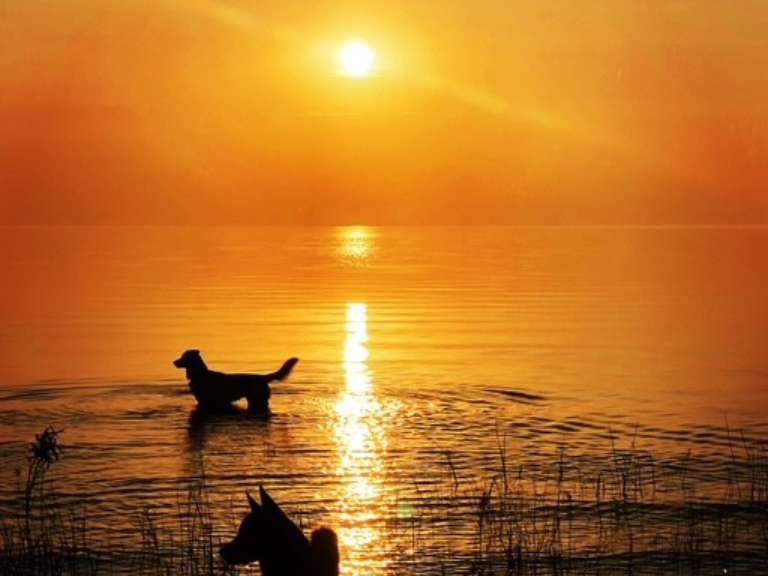 Dog in a lake a sunset.