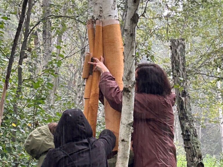 Group of people taking bark off of a tree.
